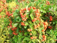 Pyracantha Orange Glow