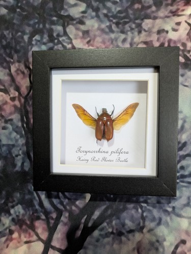 Hairy red flower beetle - red,
