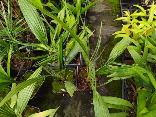 Phoenix reclinata cm pot - cm,
