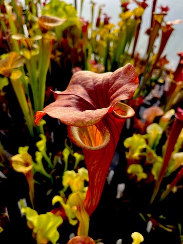 Sarracenia asbo flava - sarracenia,