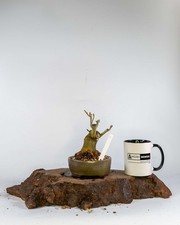 Shohin Ash Bonsai Tree 14yrs Thick Trunk Fraxinus Bonsai Pot Outdoor