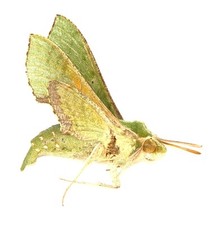 LEPIDOPTERA, SPHINGIDAE