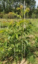 English grown Grafted Walnut Tree cultivars - Juglans Regia 4ft Novembr delivery