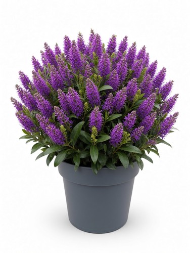 Purple flowering hebe shrub - purple,