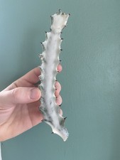 Euphorbia Lactea White Ghost