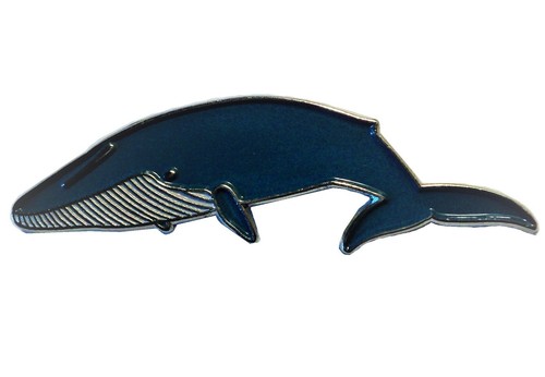 Blue whale marine mammal - blue,