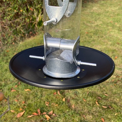 Hanging garden wild bird - wild,