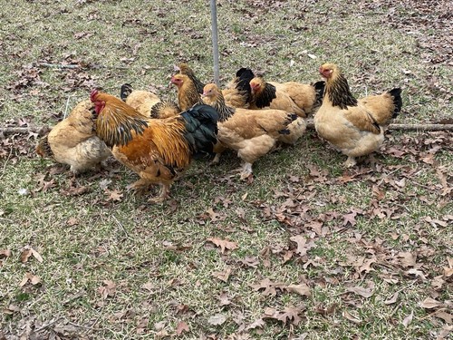 Buff brahma hatching eggs 1 - 2,
