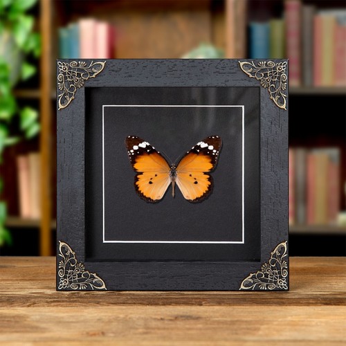 African queen butterfly - african,