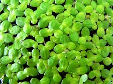 5 x Tablespoon / 150g Duckweed Floating Pond Fresh Water Plants?UK Tracked 48?