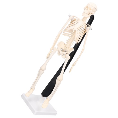 Human skeleton model 42cm - human,