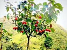 Tamarillo Cyphomandra Betacea Plant