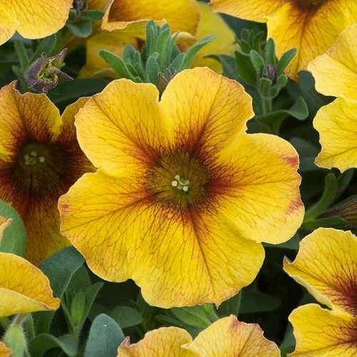 Petchoa beautical caramel - beautical, 'caramel
