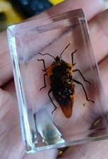 Real shield Bug Insect Preserved in Resin Paperweight Animal Taxidermy Beetle
