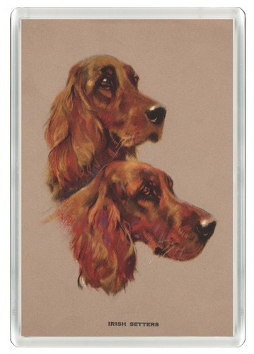 Irish setter dog fridge - fridge, magnet