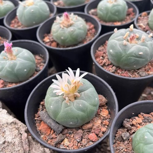 1pieces 5cm seedgrowth - 1pieces, 4-5cm