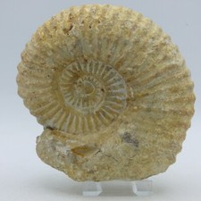Large Fossil Ammonite