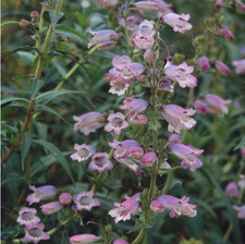 Penstemon sour grapes