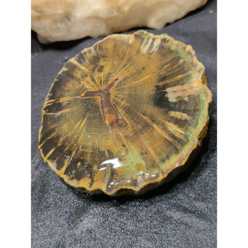 Zimbabwe petrified wood - petrified, slab