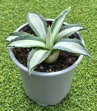 Agave americana 'Mediopicta