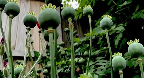 Bulk strong poppy - uk,