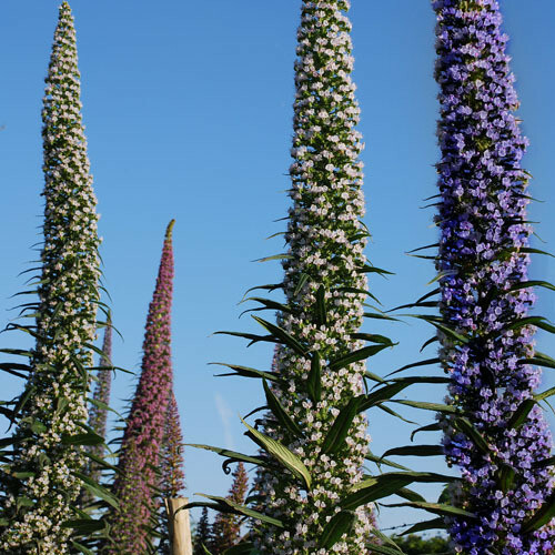 Echium pininana mixed colours - pininana,