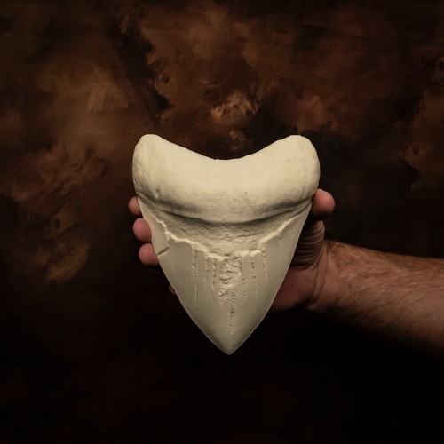 Megalodon tooth world - megalodon, record