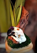 Real Mink Skull with Amethyst