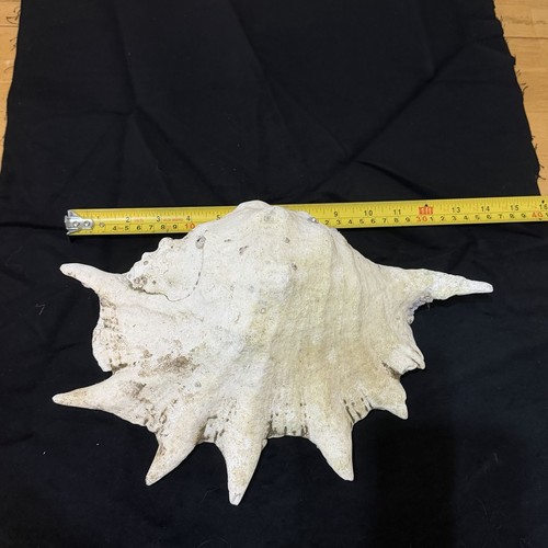 Giant spider conch - spider,