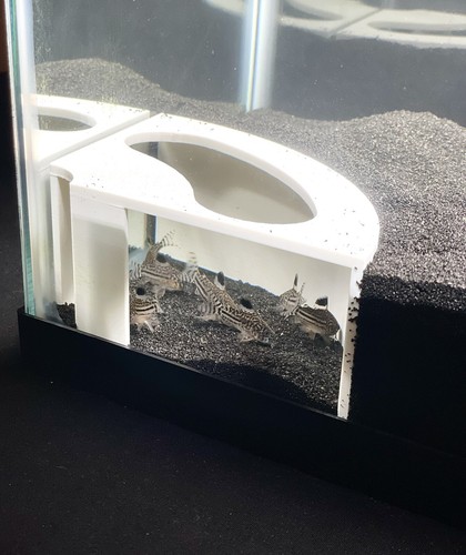 Aquarium underground corner - aquarium,