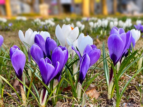 Crocus bulbs white - bulbs, &