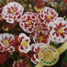 RUSSIAN AQUILEGIA SEEDS