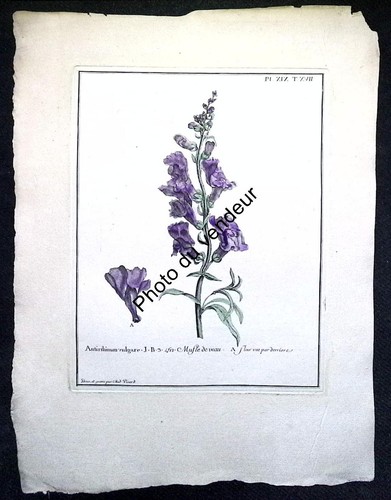 Botanical engraving 18th
