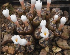 Conophytum pellucidum v