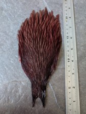 Genetic Coachman Brown Hen