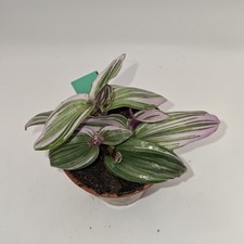 Tradescantia Nanouk Tricolor