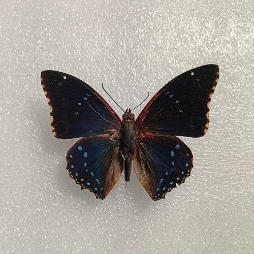Lesser blue charaxes - lesser,