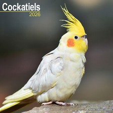 Cockatiels 2026 Calendar Bird