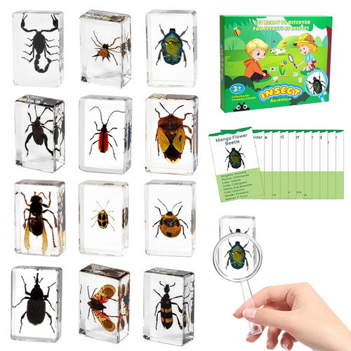Insect specimens set with - set,