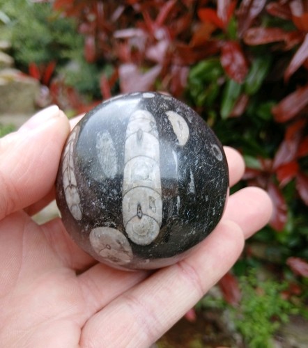 Orthoceras sphere ball 55mm - sphere,