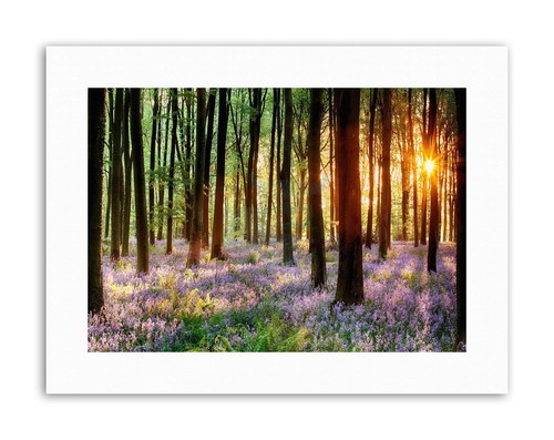 Bluebell wood sunrise tree - bluebell,