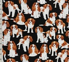 Cavalier King Charles Spaniel