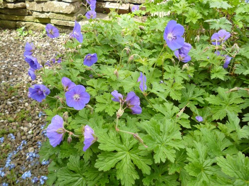 Plants lovely hardy - lovely, blue