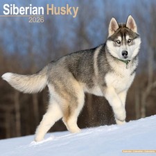 Siberian Husky 2026 Calendar  Square Wall Calendar  Dog Breed Gift  Plastic Free