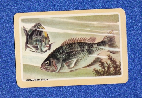 Vintage woolworths fish swap - vintage,