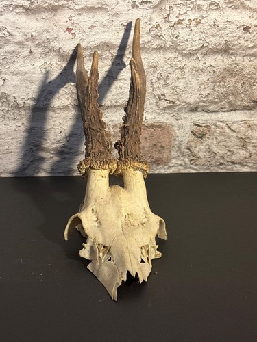 Roe deer skull with antlers - roe,