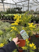 Acacia dealbata – Flowering