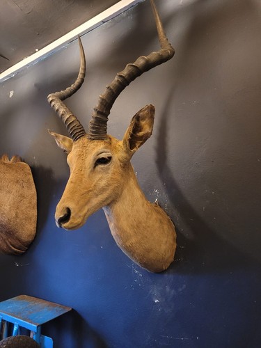 Antique rowland ward - rowland, taxidermy