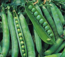 Pea hurst greenshaft 250 - pea,
