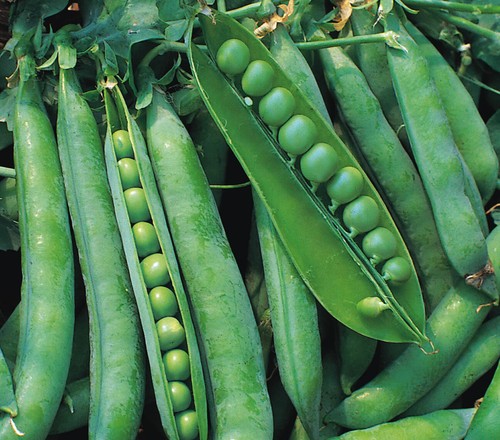 Pea hurst greenshaft - hurst,